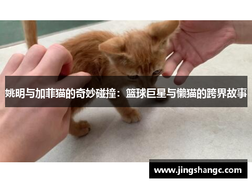 姚明与加菲猫的奇妙碰撞：篮球巨星与懒猫的跨界故事